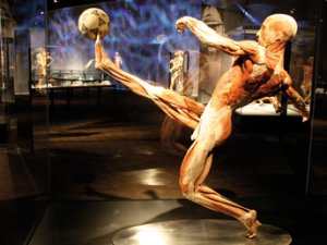 bodyworld2.jpg