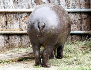 depositphotos_21570403-stock-photo-big-fat-behinds-of-hippopotamus.jpg