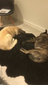 Kristen Stewart Video Preview 1.jpg